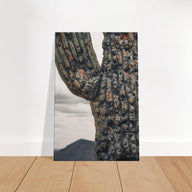 Drying Cactus